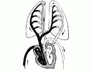 مكتشف الدورة الدموية