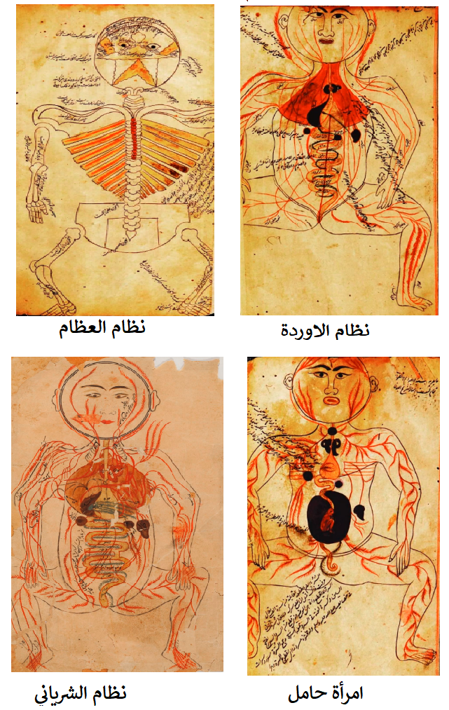 تشريح منصوري