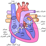 650px-Diagram_of_the_human_heart_(cropped)-ar.svg