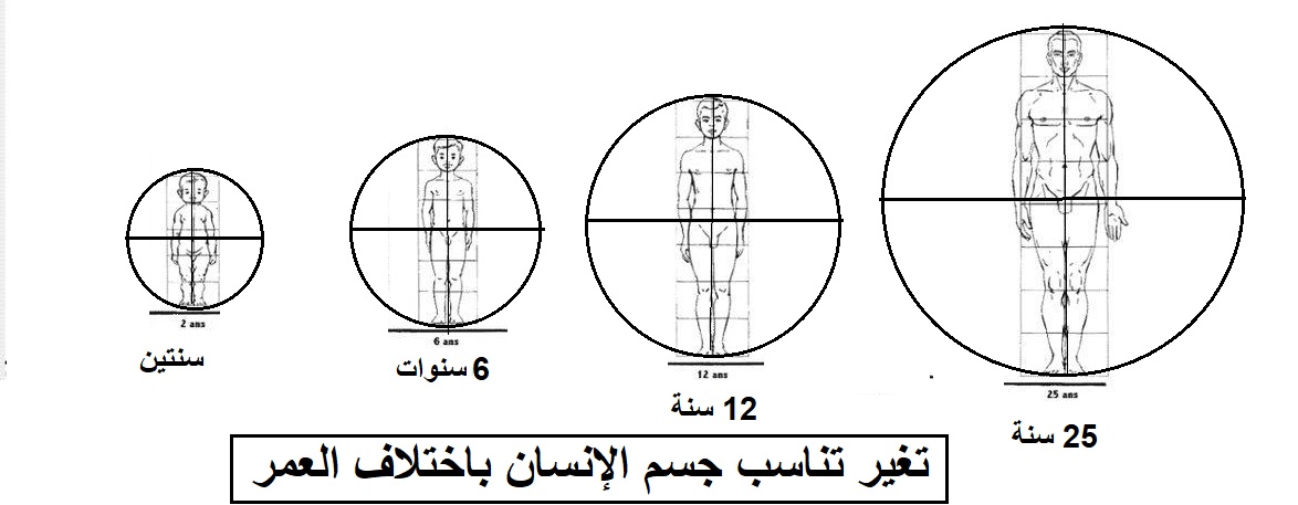 تغير تناسب جسم الإنسان باختلاف العمر