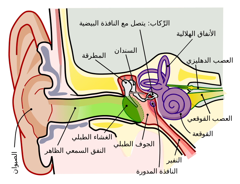 800px-Anatomy_of_the_Human_Ear_ar.svg