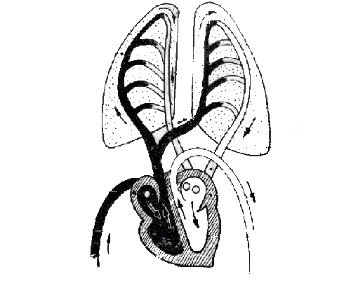 مكتشف الدورة الدموية